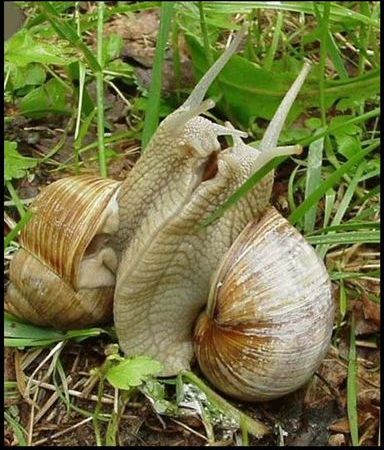 Escargots