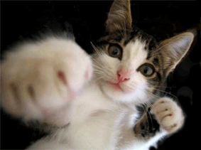 Chat boxeur