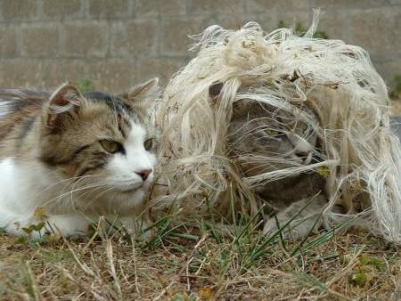 Chats 