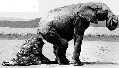 Eléphant
