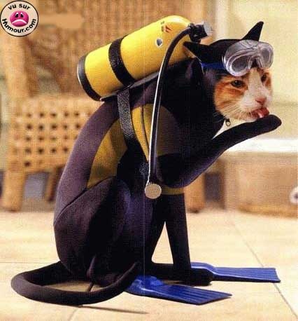Chat 