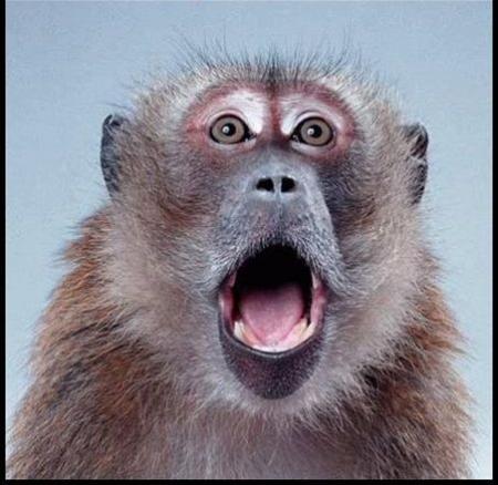 Singe