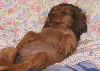 Chien