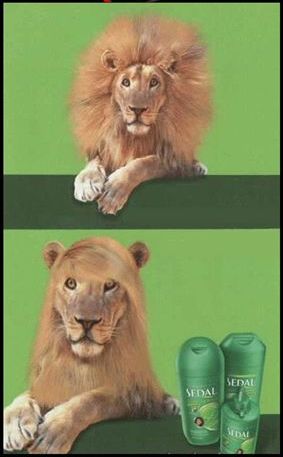 Shampoing