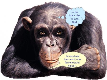 Singe