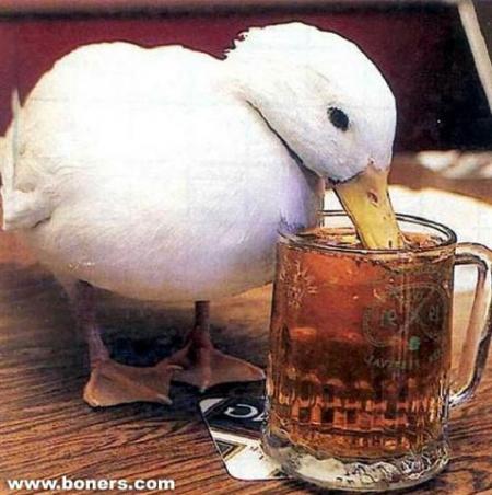 Oiseau bourré 