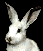 Petit lapin