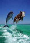 Dauphin et vache au dessus de la mer 