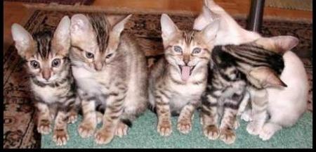 Cinq chatons