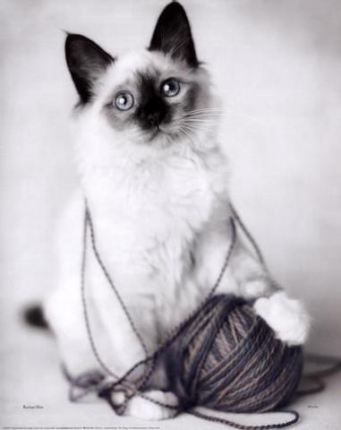 Chat