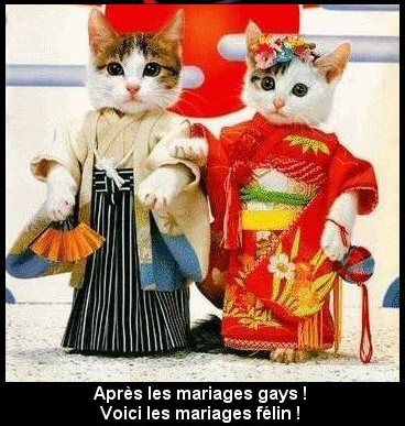 Mariage de chats