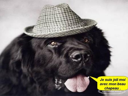 Chien au chapeau