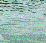 Dauphins