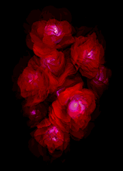 Bouquet de roses 