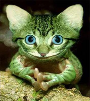 Chat grenouille