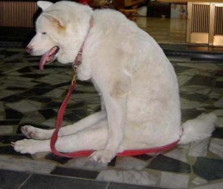 Chien assît