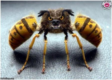 Abeille