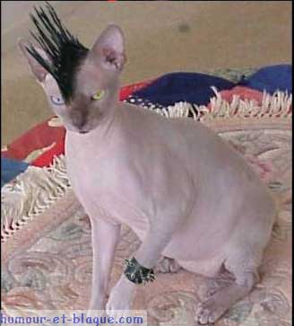 Chat punk