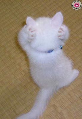 Chat