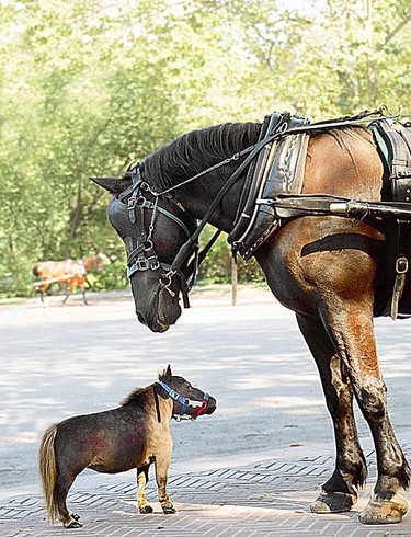 Chevaux