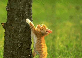 Chat