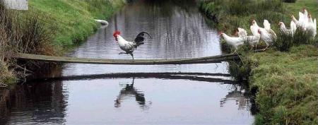 Coq
