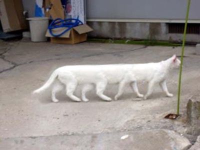 Chat limousine