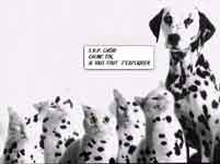 Chats dalmatiens